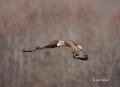 White-tailed_Eagle
